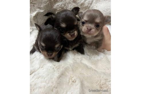 成約済の山梨県のチワワ(ロングコート)-191023の1枚目